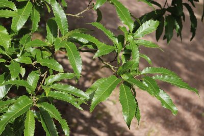 Quercus castaneifolia 'Greenspire' - dub kaštanolistý - listy